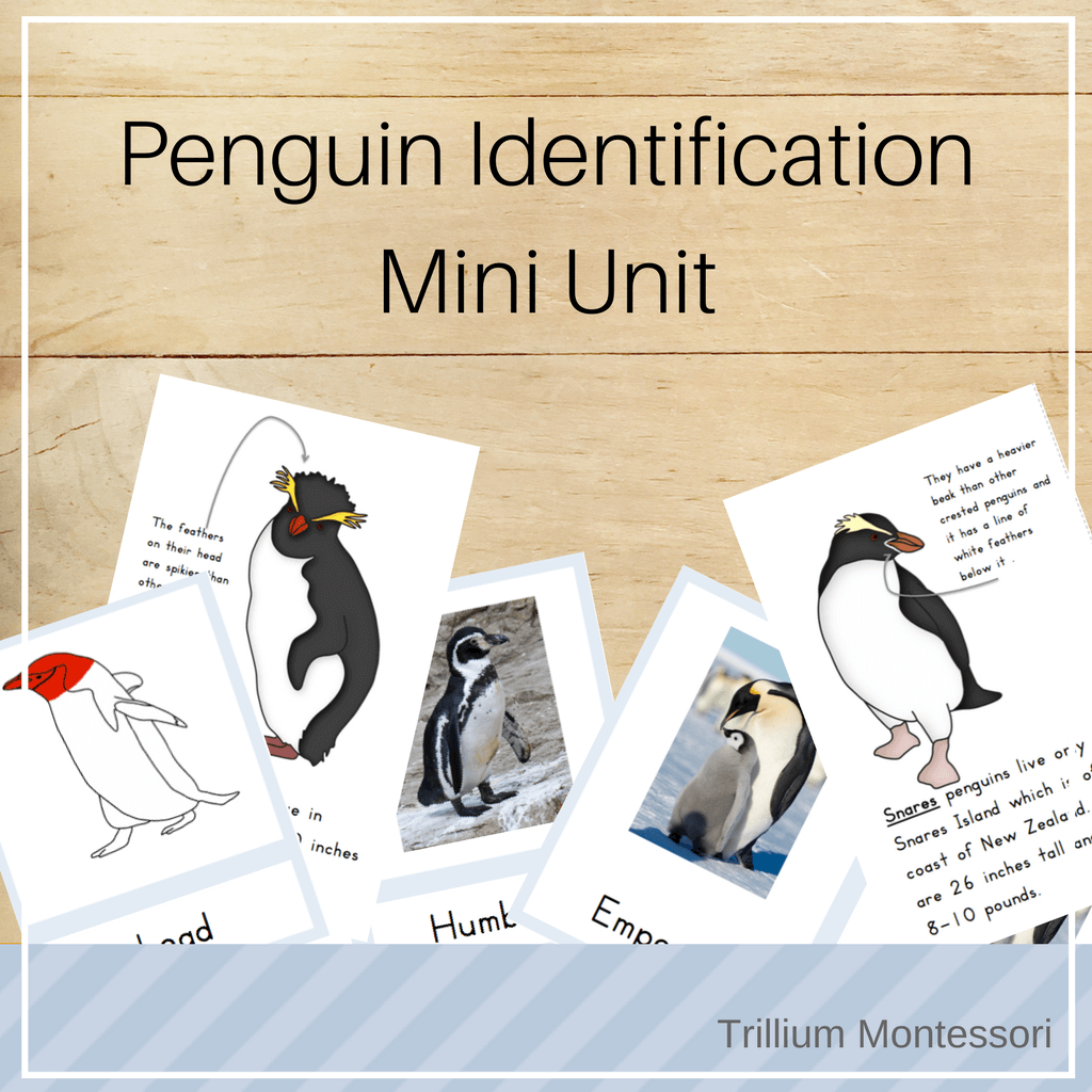 Penguin Identification Mini Unit - Trillium Montessori
