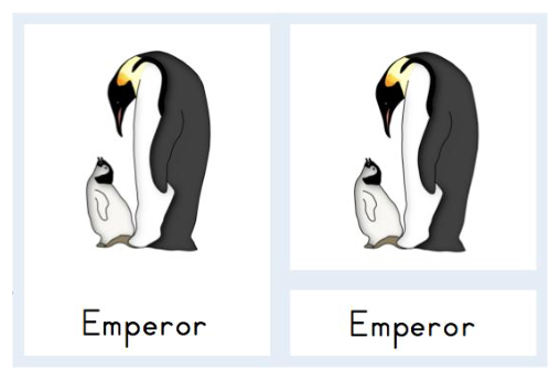 Penguin Identification Mini Unit - Trillium Montessori