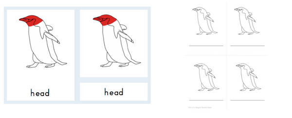 Penguin Identification Mini Unit - Trillium Montessori
