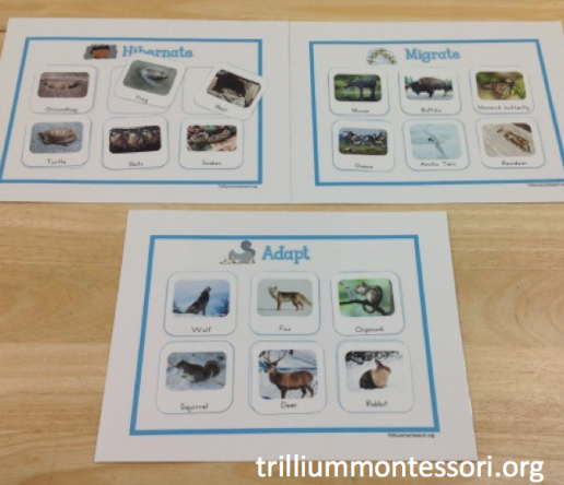 Animals in Winter- Mini Unit - Trillium Montessori