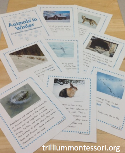 Animals in Winter- Mini Unit - Trillium Montessori