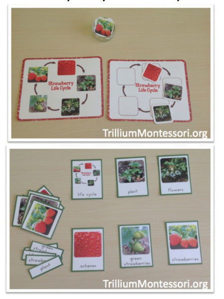 Strawberry Patch Mini Unit - Trillium Montessori