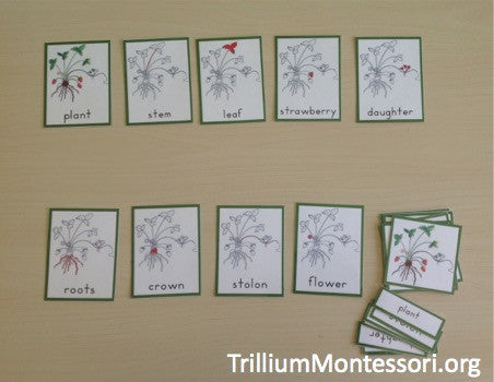 Strawberry Patch Mini Unit - Trillium Montessori