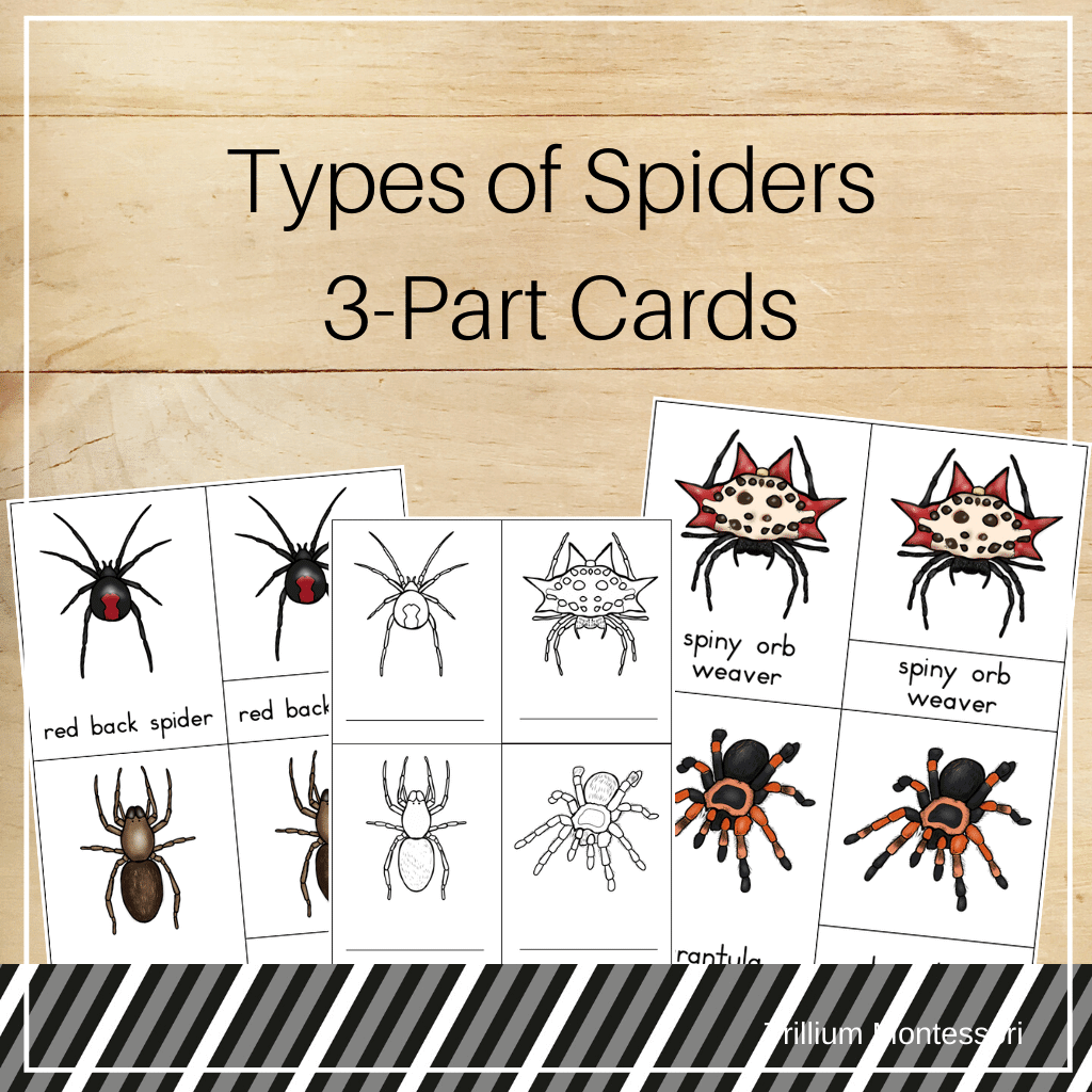 Spiders 3-Part Cards - Trillium Montessori