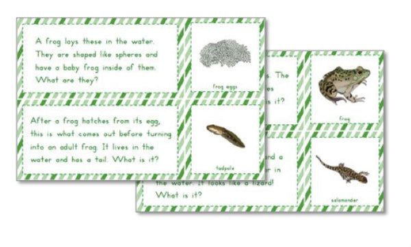 Frogs/Amphibians Preschool Pack - Trillium Montessori