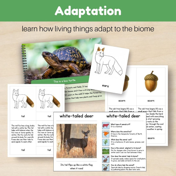 Temperate Forest Biome: Bundle