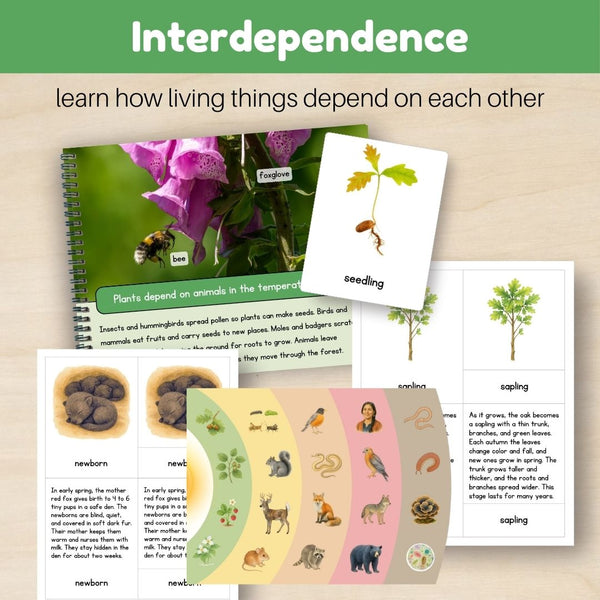 Temperate Forest Biome: Bundle