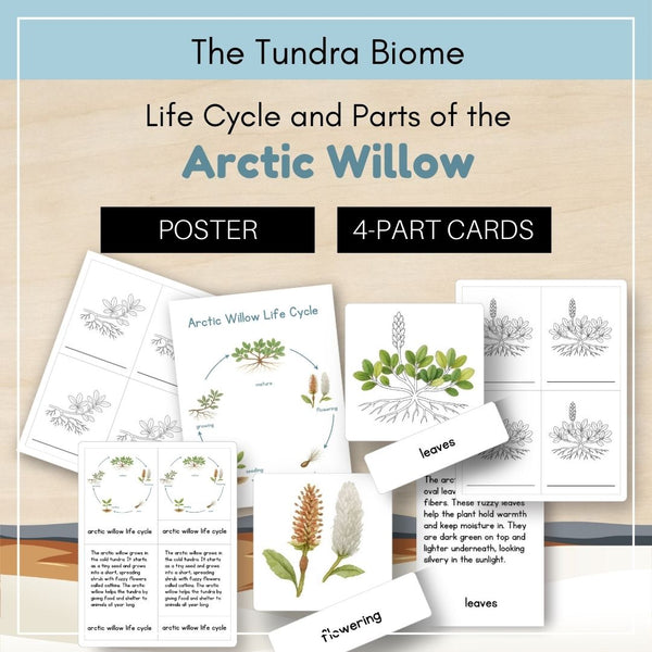 Tundra Biome: Life Cycle and Parts of the Arctic Willow