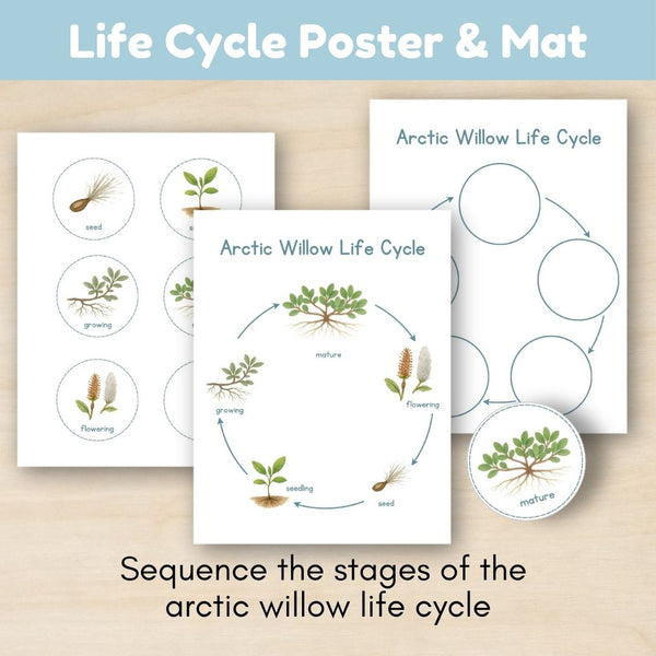Tundra Biome: Life Cycle and Parts of the Arctic Willow