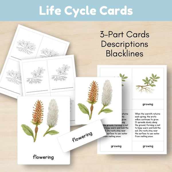 Tundra Biome: Life Cycle and Parts of the Arctic Willow