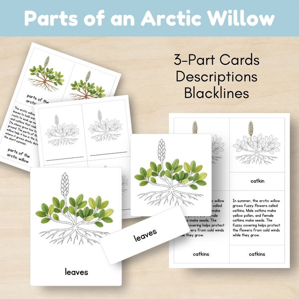 Tundra Biome: Life Cycle and Parts of the Arctic Willow