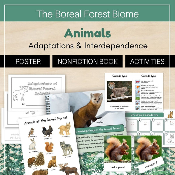 Boreal Forest  (Taiga) Biome: Animals