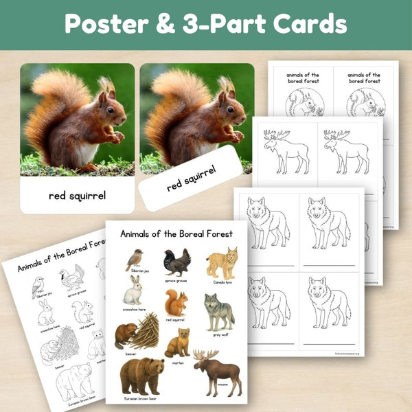 Boreal Forest  (Taiga) Biome: Animals