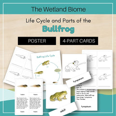 Wetland Biome: Life Cycle and Parts of a Frog