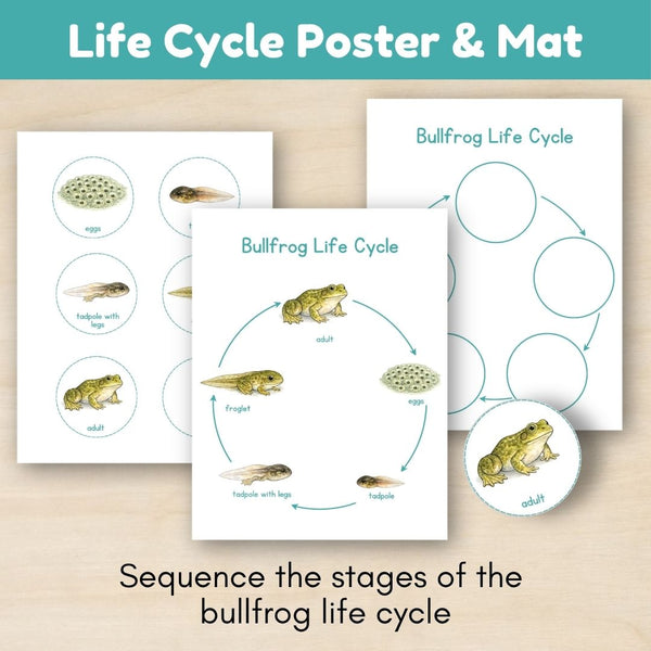 Wetland Biome: Life Cycle and Parts of a Frog