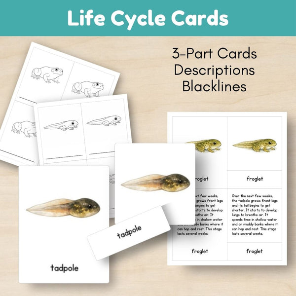 Wetland Biome: Life Cycle and Parts of a Frog