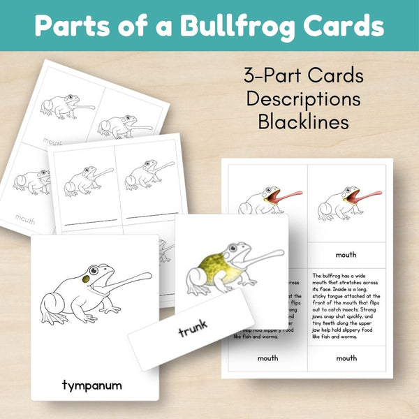 Wetland Biome: Life Cycle and Parts of a Frog