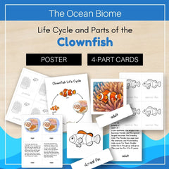 Ocean Biome: Life Cycle and Parts of a Clownfish