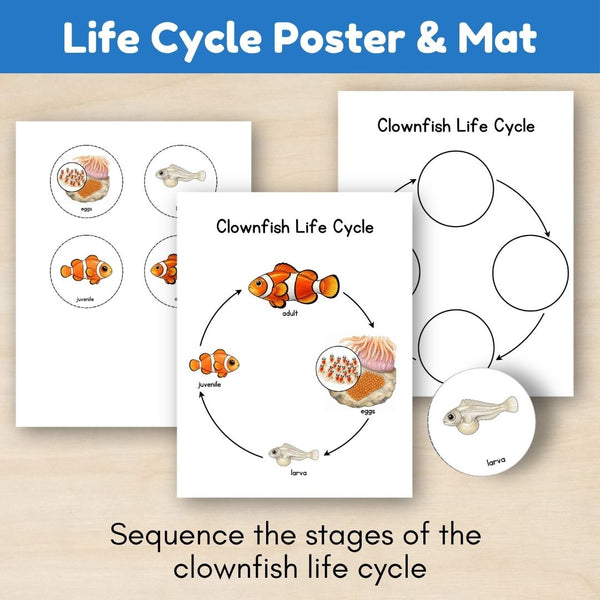 Ocean Biome: Life Cycle and Parts of a Clownfish