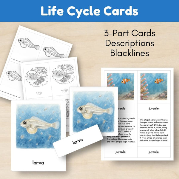 Ocean Biome: Life Cycle and Parts of a Clownfish