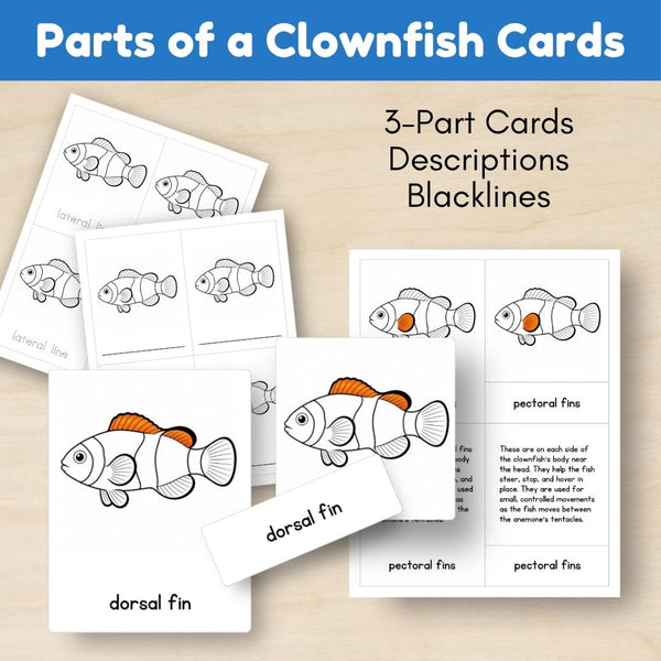 Ocean Biome: Life Cycle and Parts of a Clownfish