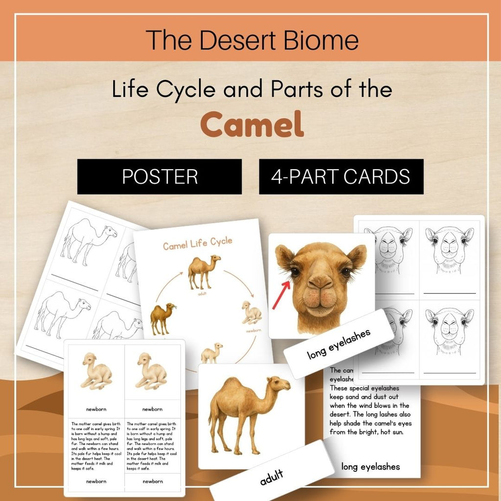 Desert Biome: Life Cycle and Parts of a Camel