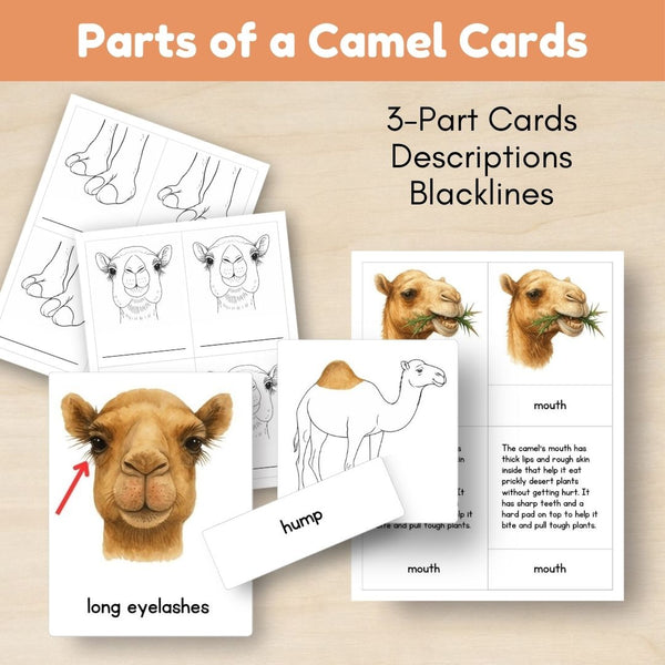Desert Biome: Life Cycle and Parts of a Camel