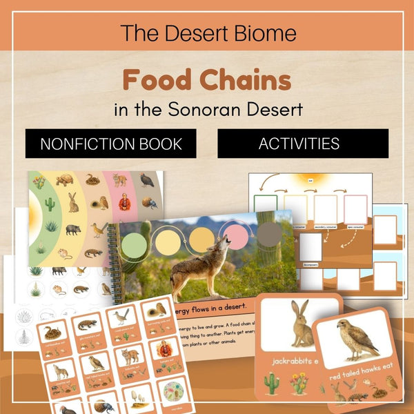 Desert Biome: Food Chains