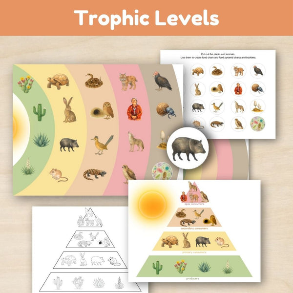Desert Biome: Food Chains