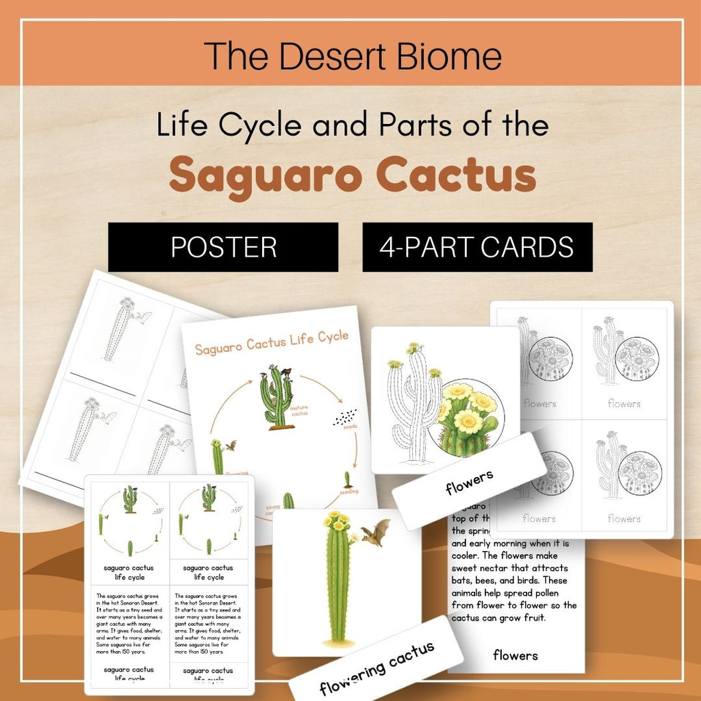 Desert Biome: Life Cycle and Parts of a Saguaro Cactus