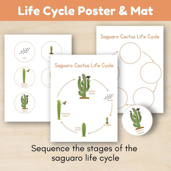 Desert Biome: Life Cycle and Parts of a Saguaro Cactus