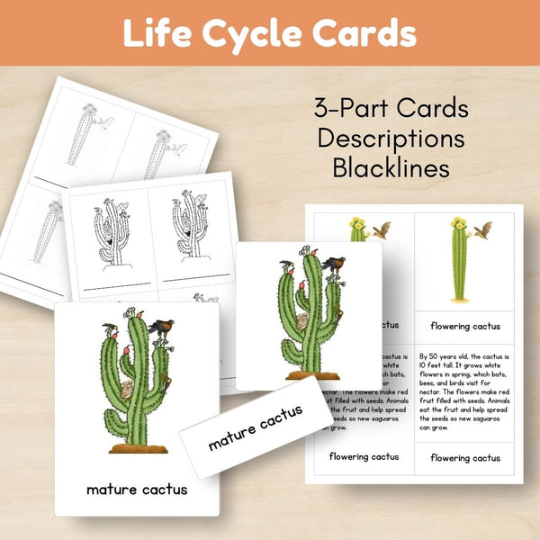 Desert Biome: Life Cycle and Parts of a Saguaro Cactus
