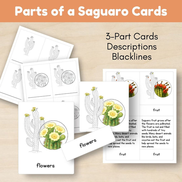 Desert Biome: Life Cycle and Parts of a Saguaro Cactus