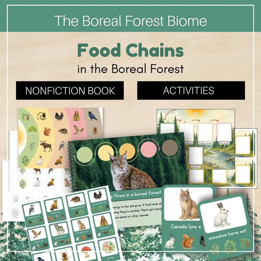 Boreal Forest (Taiga) Biome: Food Chains