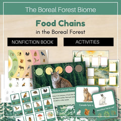 Boreal Forest (Taiga) Biome: Food Chains