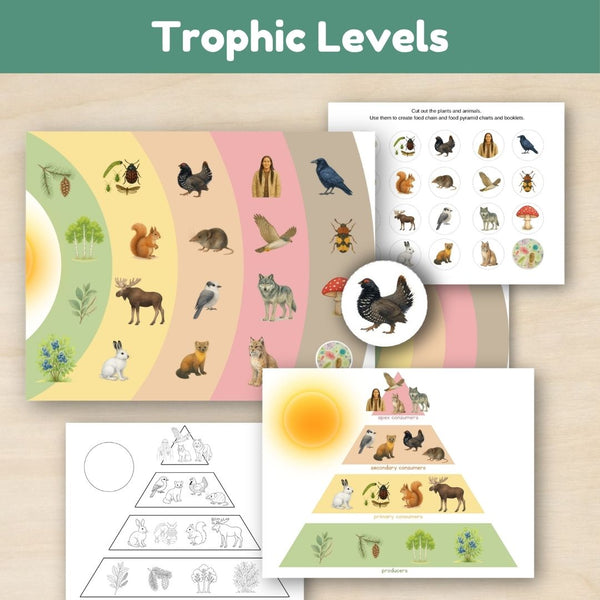 Boreal Forest (Taiga) Biome: Food Chains