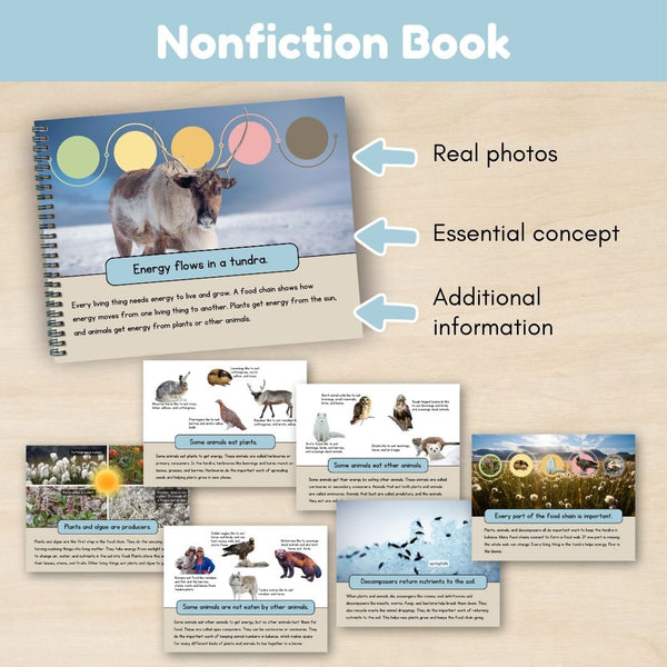 Tundra Biome: Food Chains