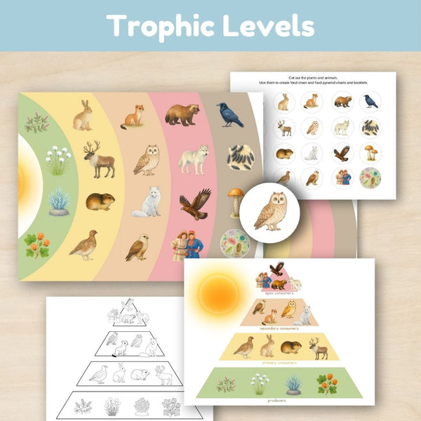 Tundra Biome: Food Chains