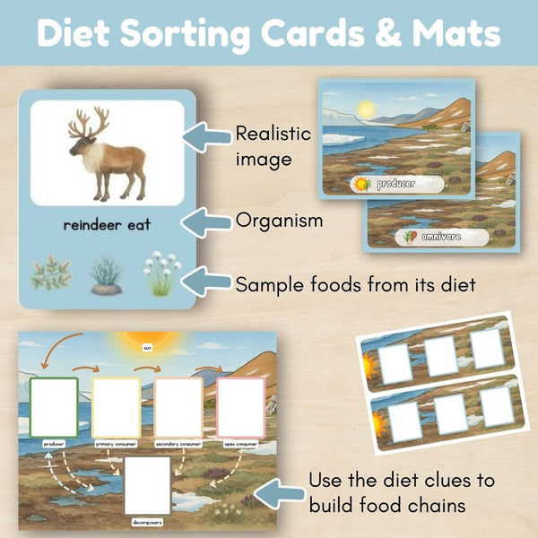 Tundra Biome: Food Chains