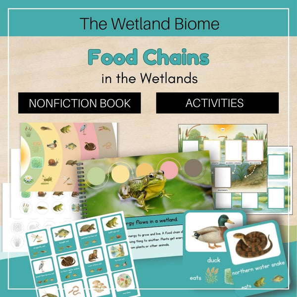 Wetland Biome: Food Chains