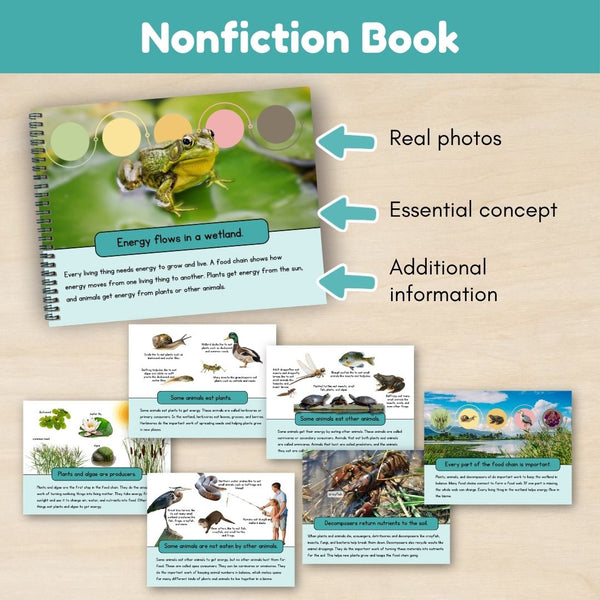 Wetland Biome: Food Chains
