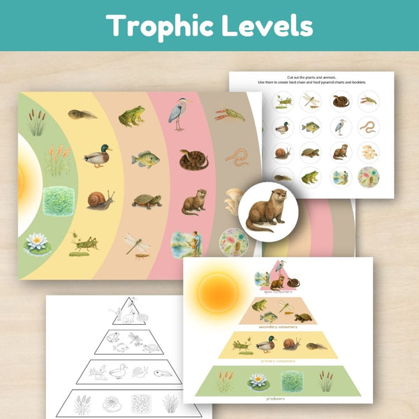 Wetland Biome: Food Chains