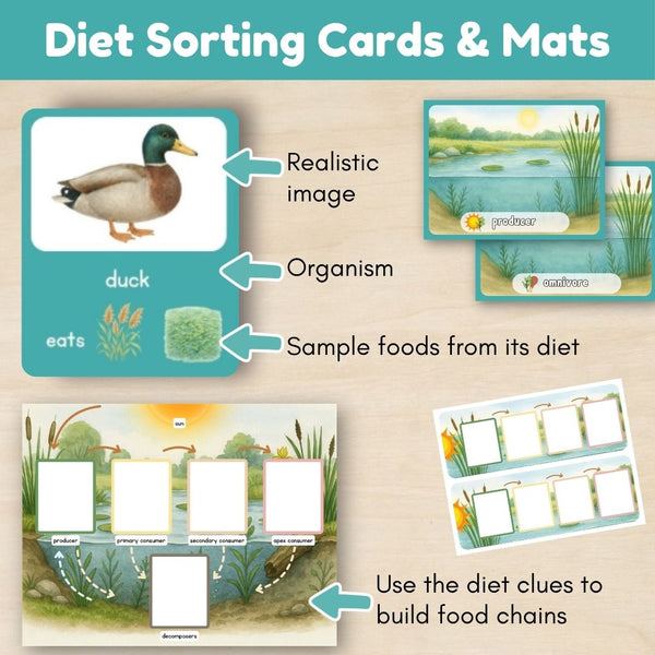 Wetland Biome: Food Chains