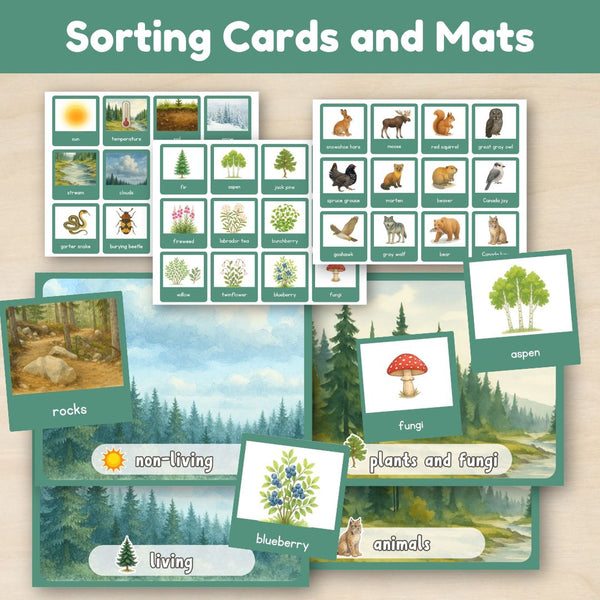 Boreal Forest (Taiga) Biome: Introduction