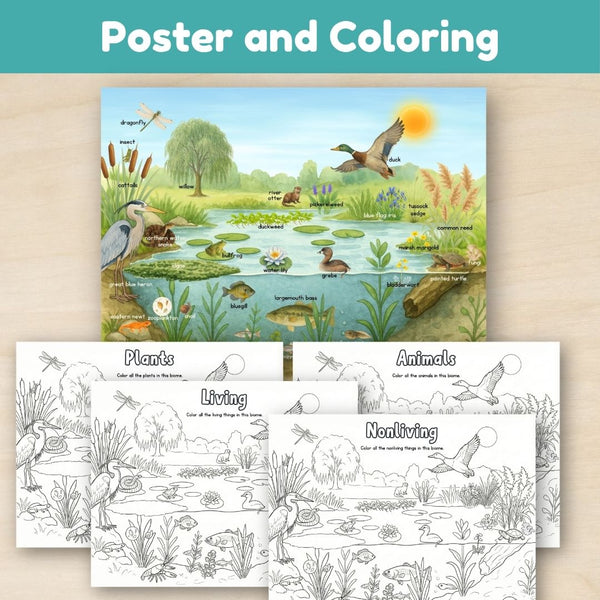 Wetland Biome: Introduction