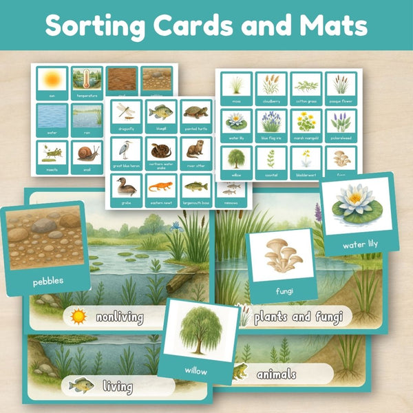 Wetland Biome: Introduction