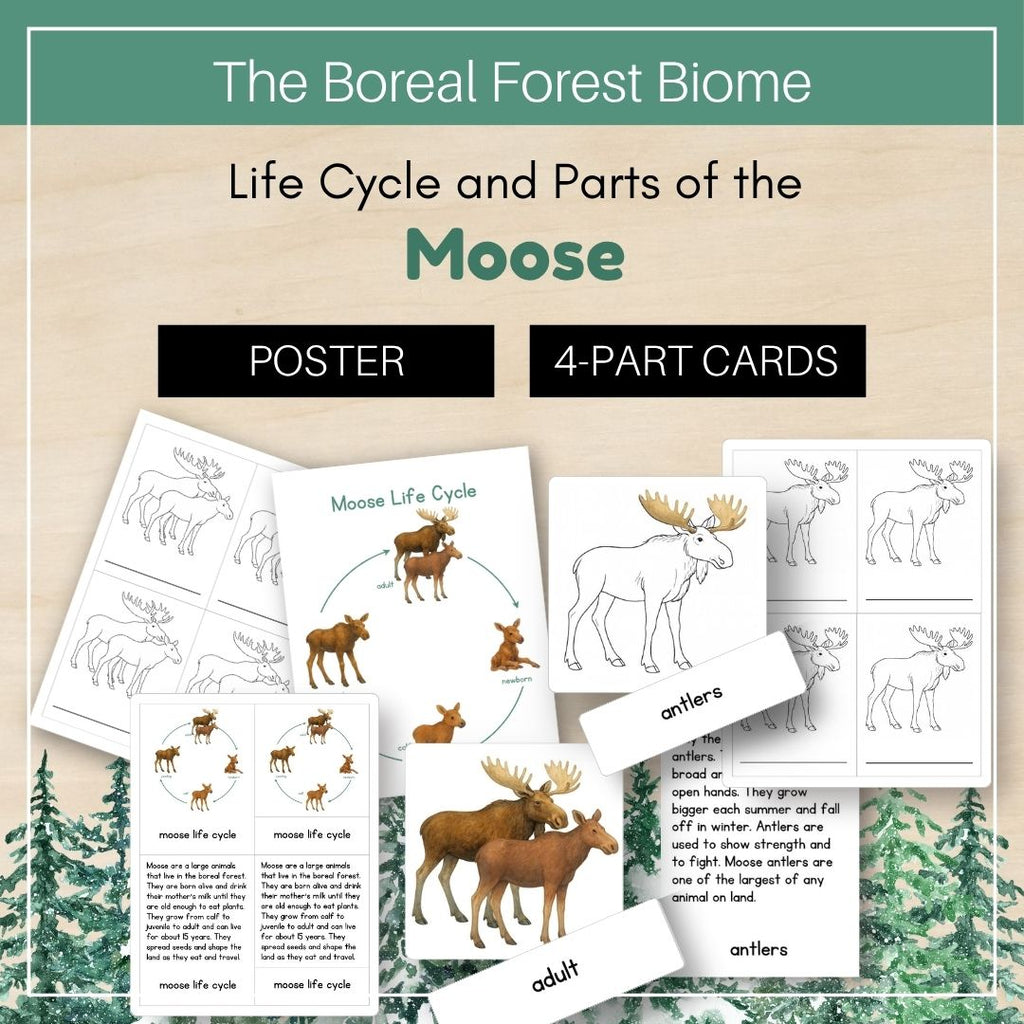 Boreal Forest (Taiga) Biome: Life Cycle and Parts of a Moose