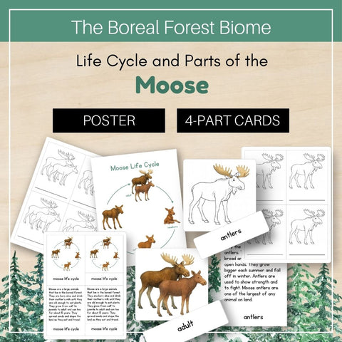 Boreal Forest (Taiga) Biome: Life Cycle and Parts of a Moose