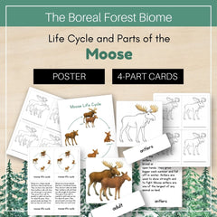 Boreal Forest (Taiga) Biome: Life Cycle and Parts of a Moose