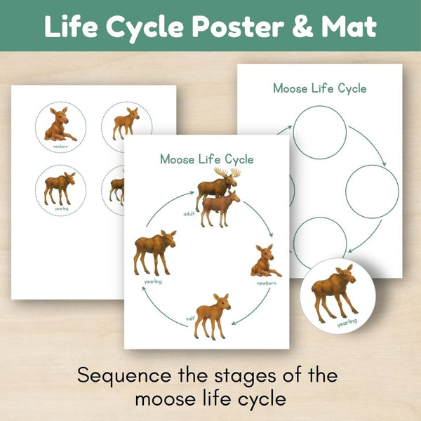 Boreal Forest (Taiga) Biome: Life Cycle and Parts of a Moose